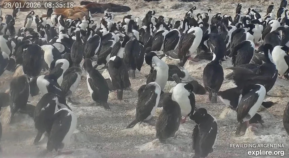 El streaming de los pingüinos: cómo es la transmisión que muestra la vida de las aves marinas patagónicas&nbsp;