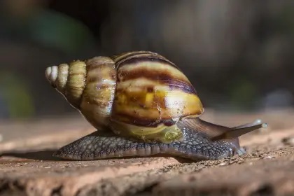 Alerta en Tucumán por la aparición del caracol gigante africano, una especie invasora peligrosa