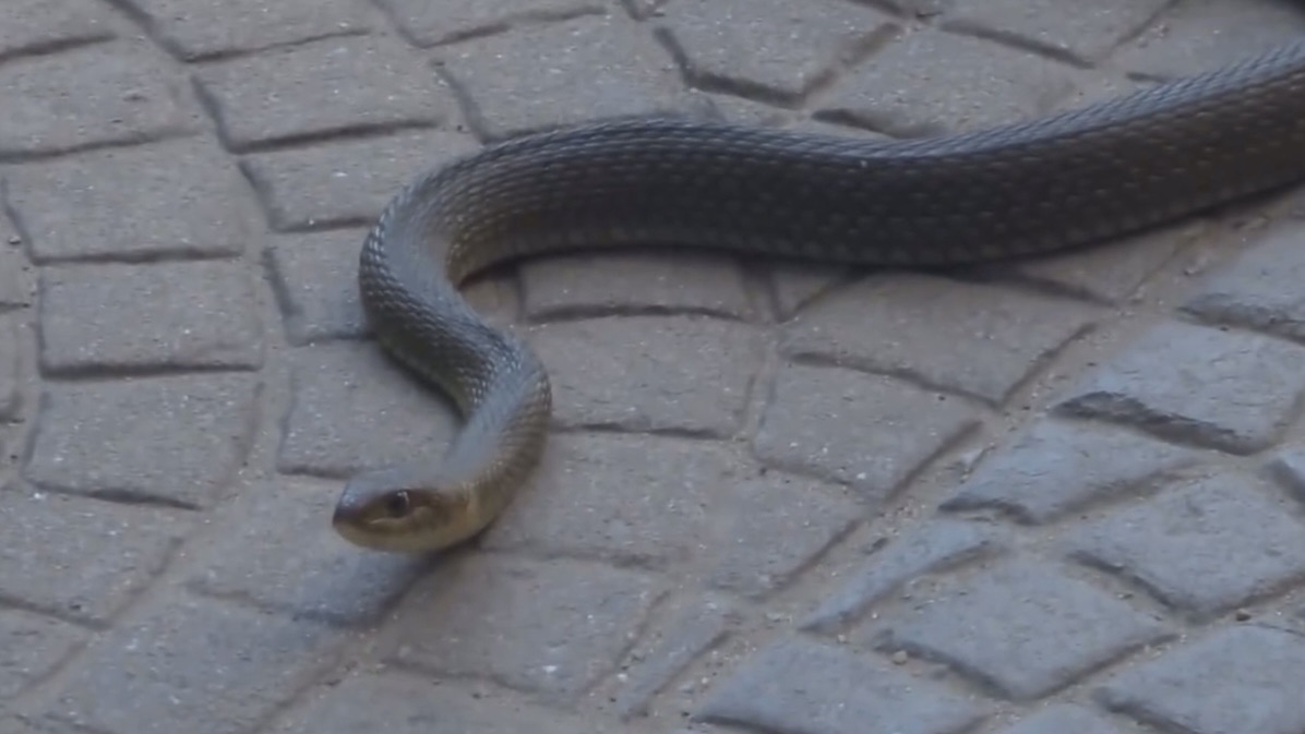 Una víbora apareció en pleno microcentro tucumano y generó alarma entre vecinos