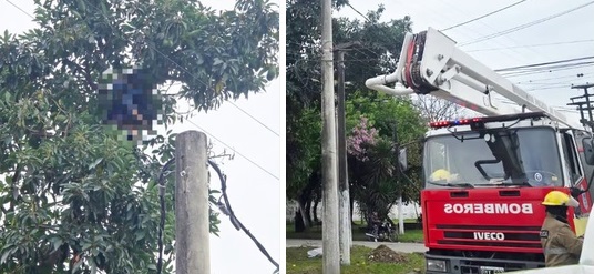 Tragedia en Tucumán: un hombre murió electrocutado mientras cortaba paltas de un árbol en una vivienda